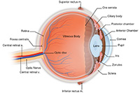 macular-degeneration